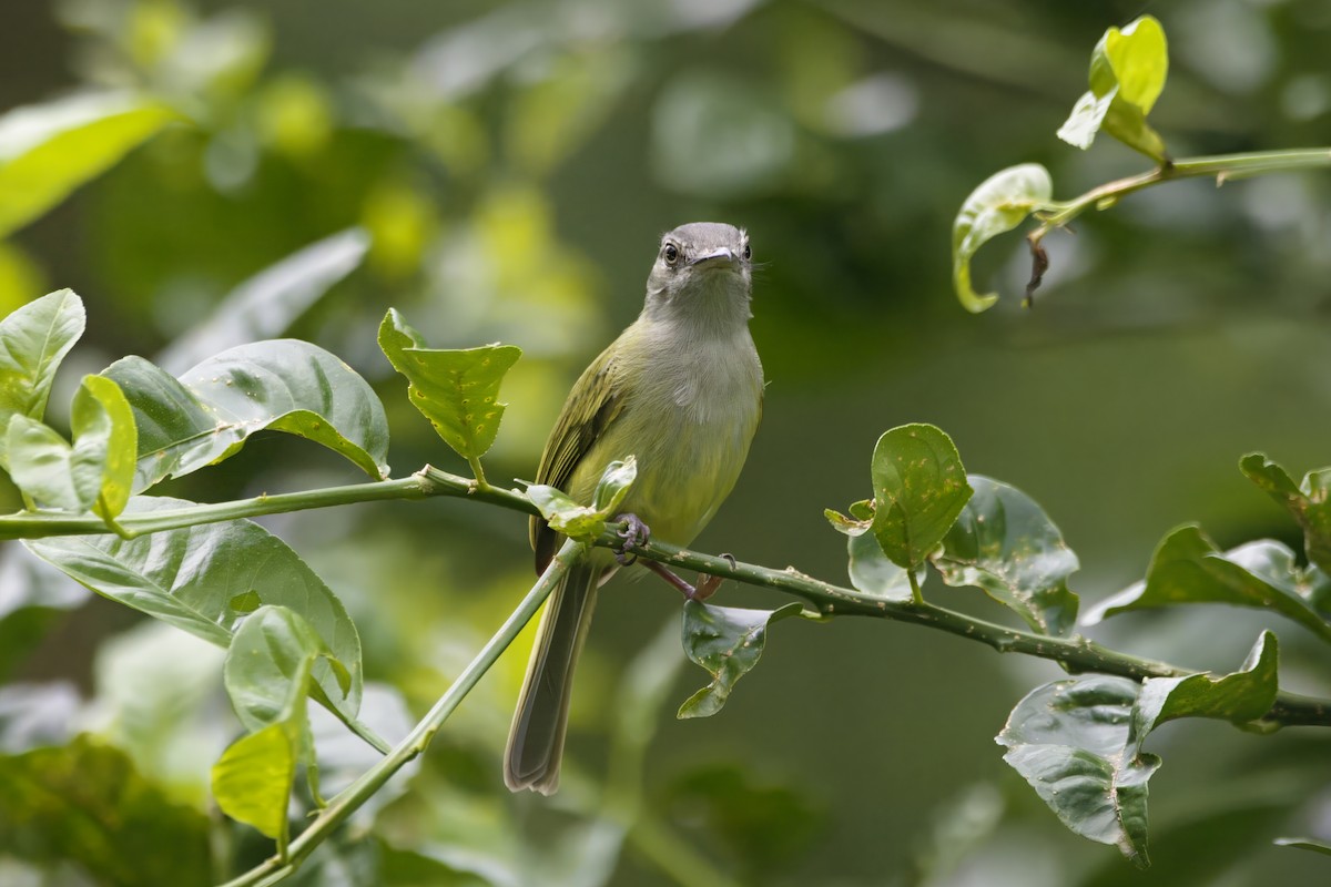 Yellow-olive Flatbill - ML618731105