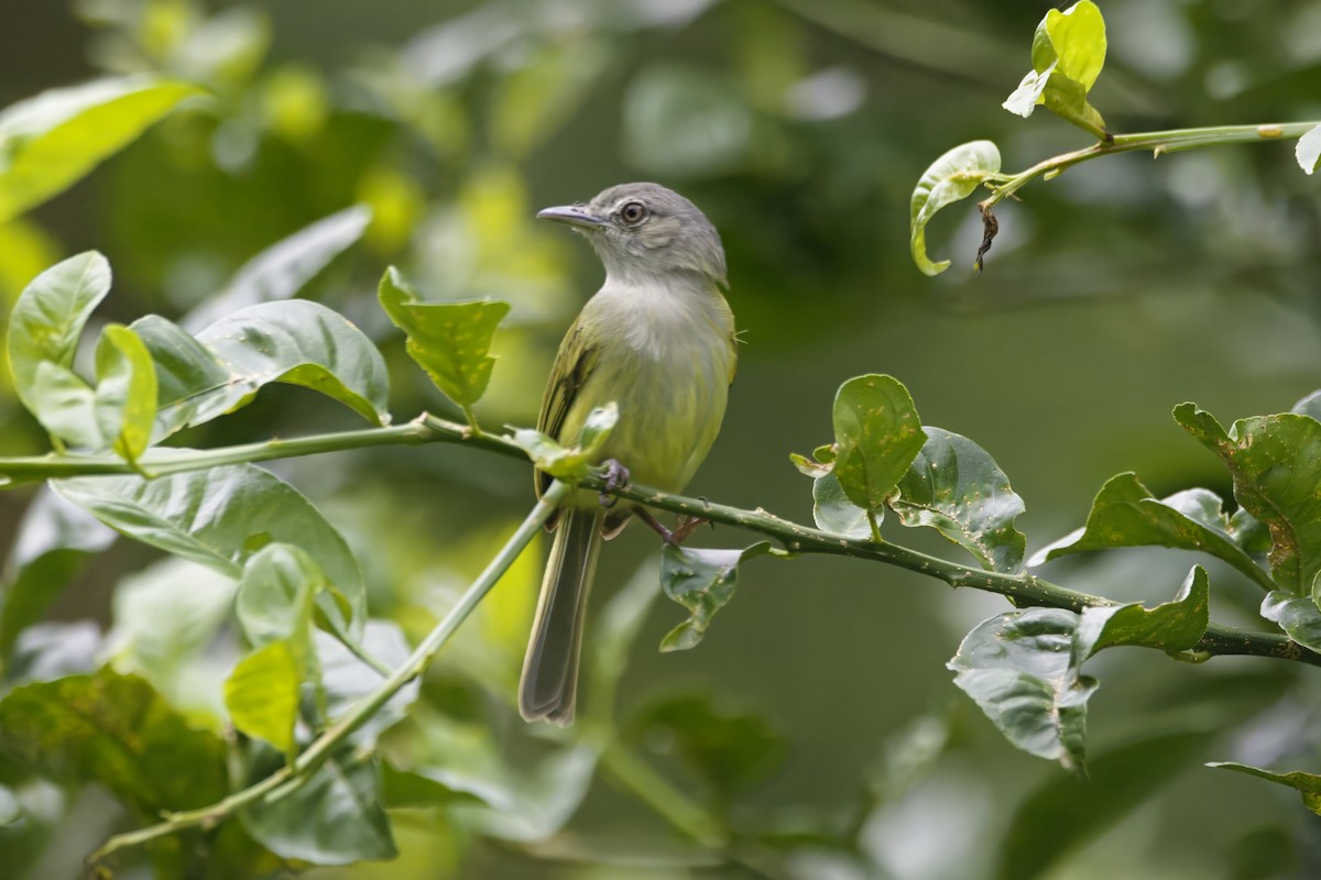 Yellow-olive Flatbill - ML618731106