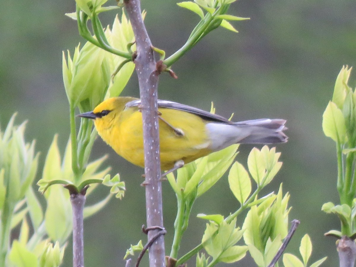 Blue-winged Warbler - ML618731111