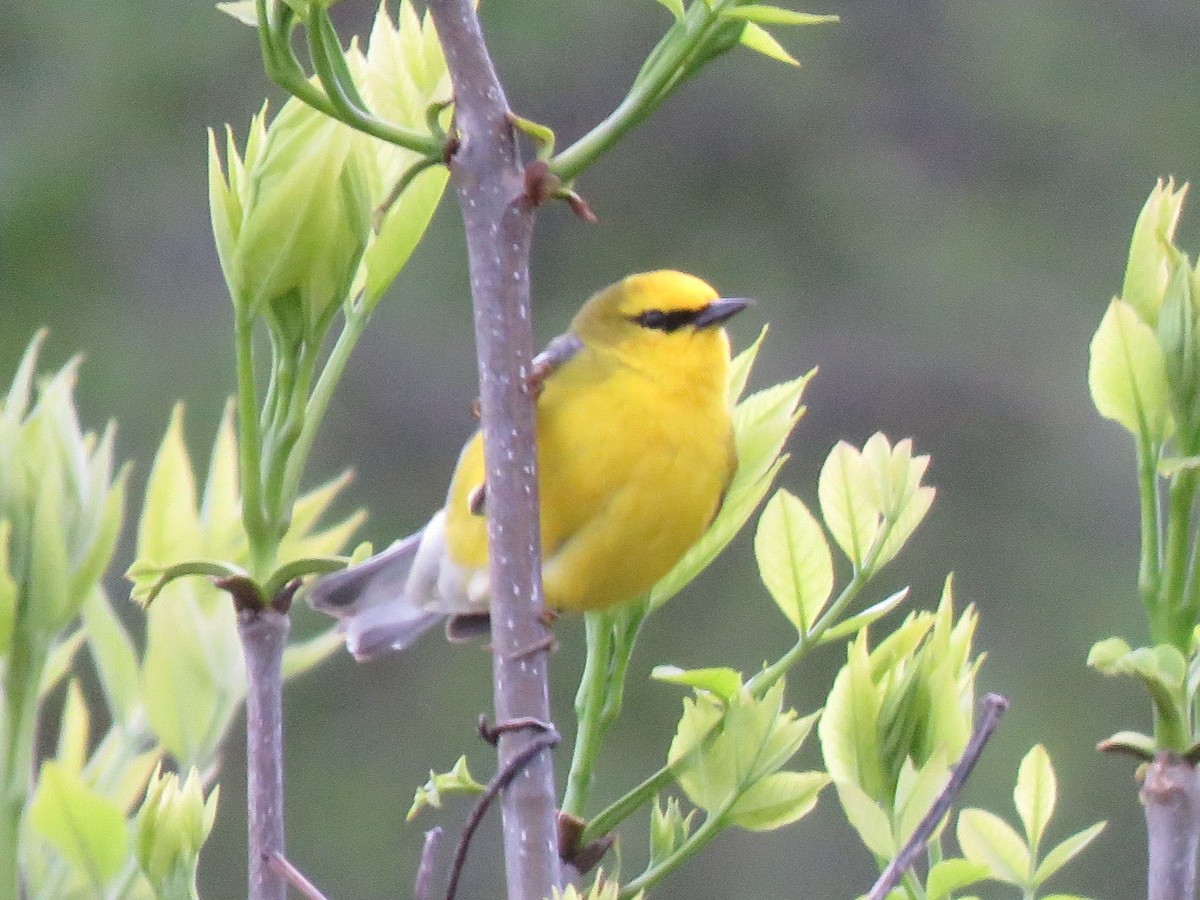 Blue-winged Warbler - ML618731112