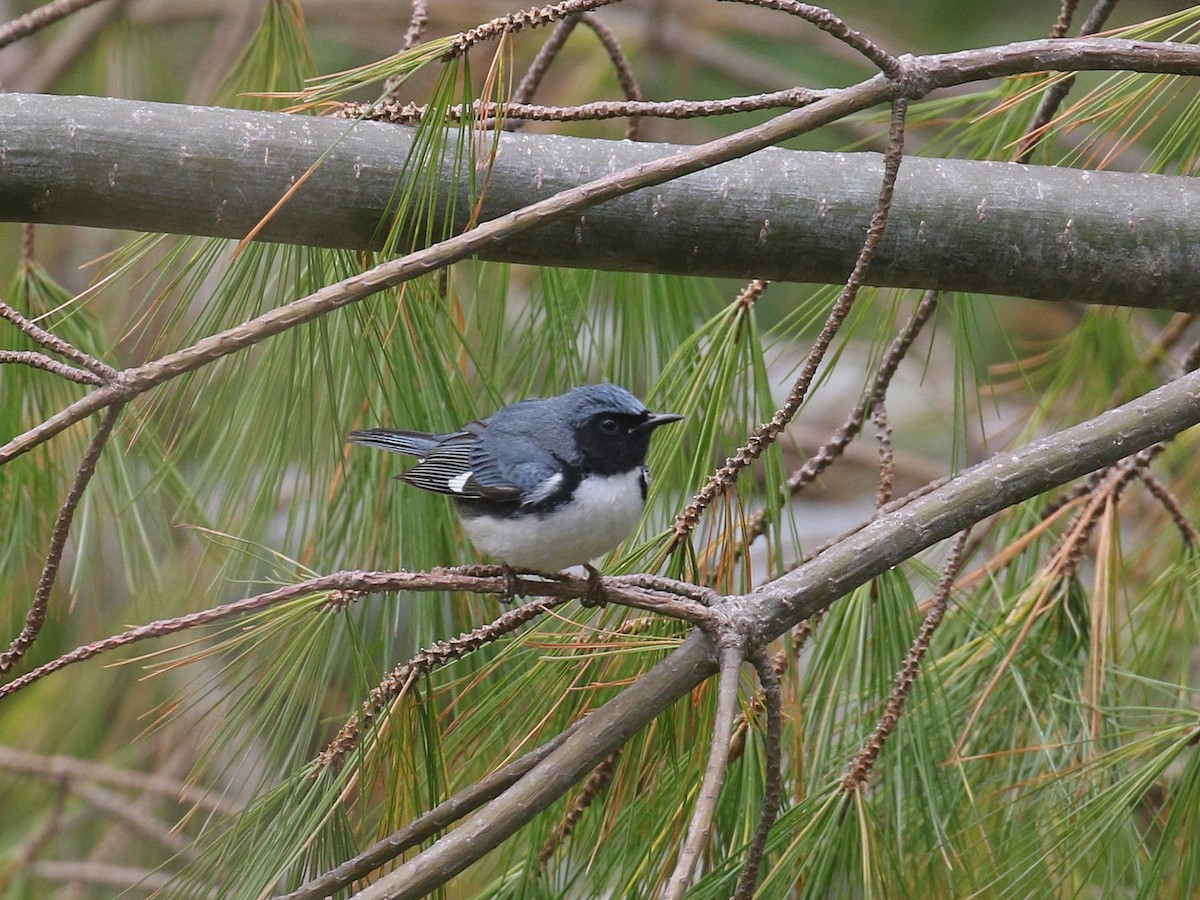 Black-throated Blue Warbler - Stephen Mirick