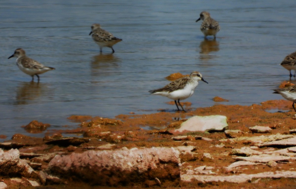 Semipalmated Sandpiper - Eric Haskell