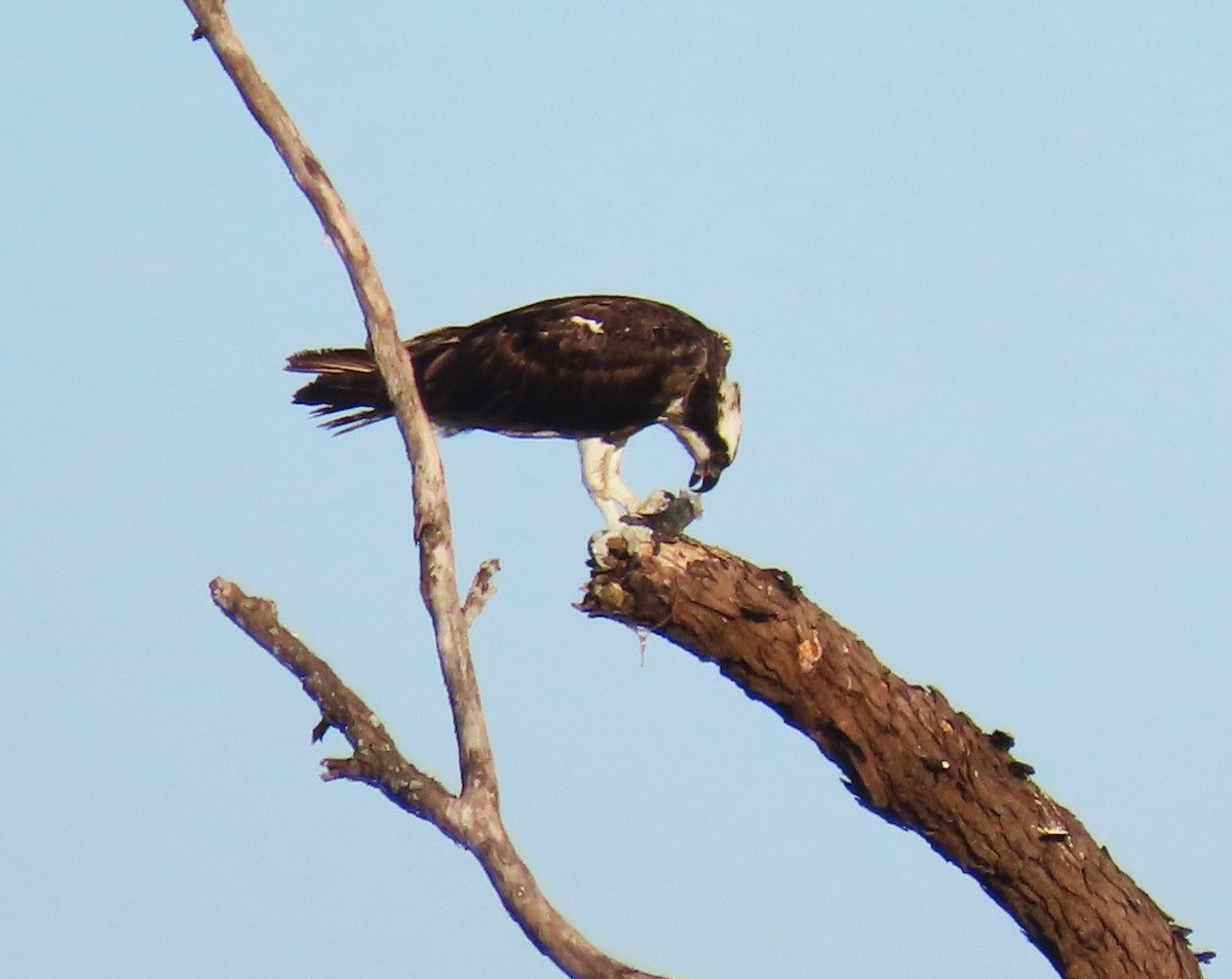 Águila Pescadora - ML618731124