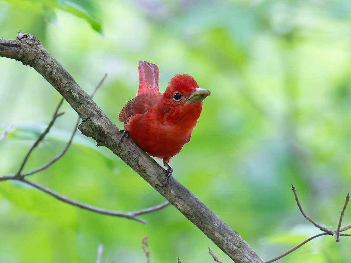 Summer Tanager - Michael Moore