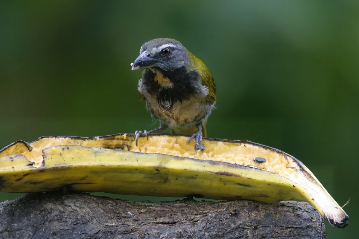 Buff-throated Saltator - ML618731134