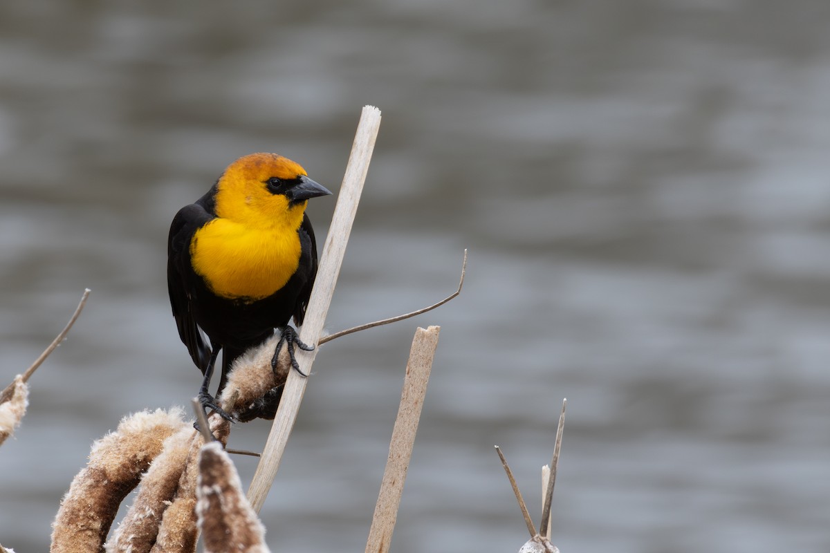 Yellow-headed Blackbird - David R. Scott