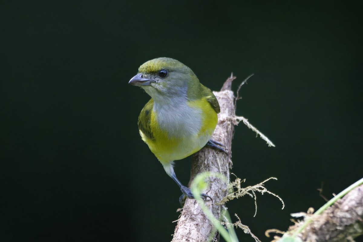 Yellow-throated Euphonia - ML618731175