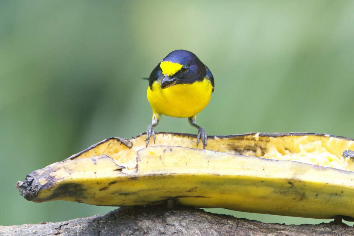 Yellow-throated Euphonia - ML618731176