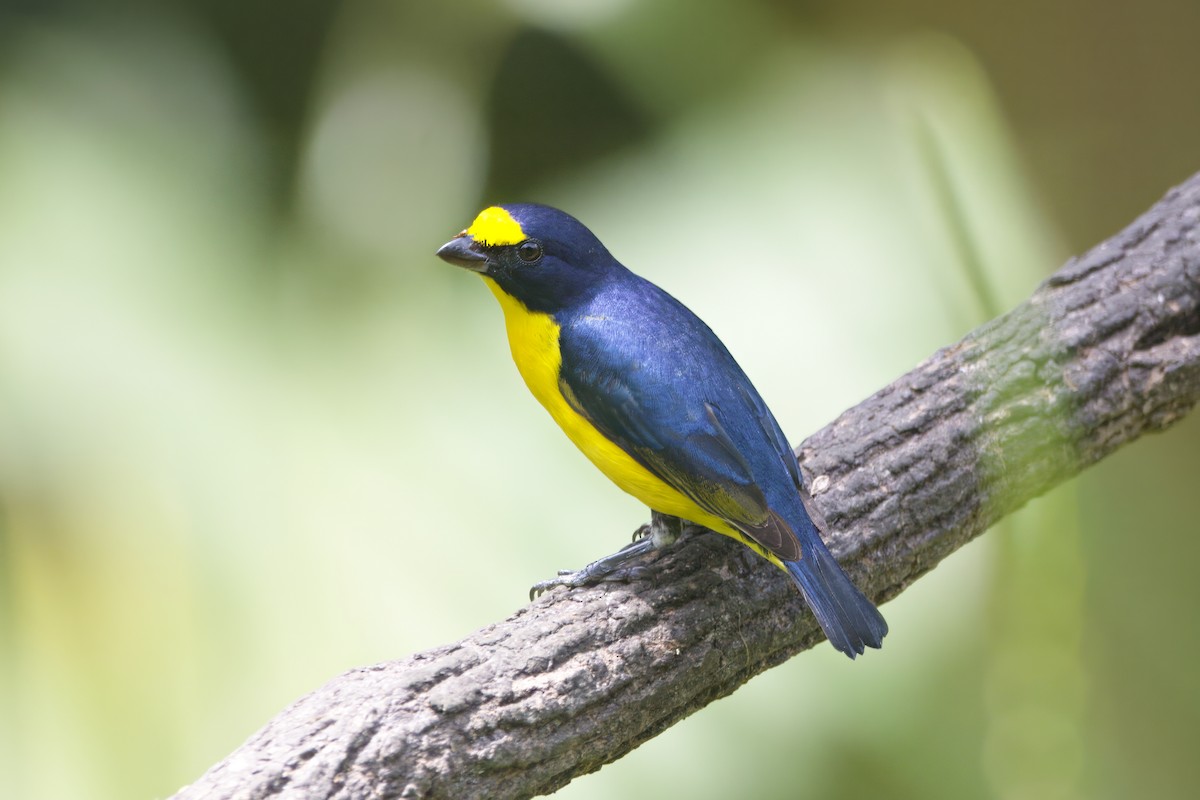 Yellow-throated Euphonia - ML618731177