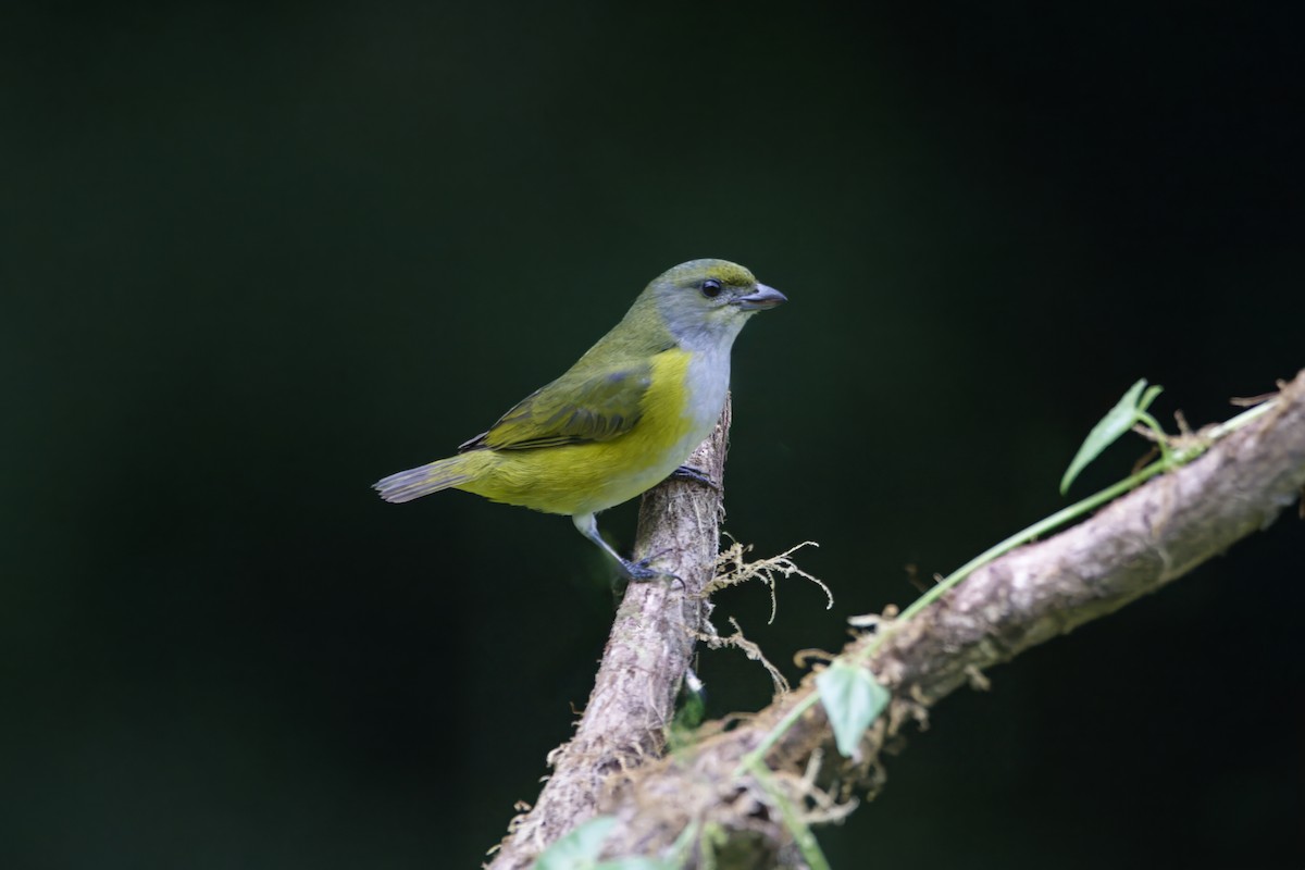 Yellow-throated Euphonia - Gareth Bowes