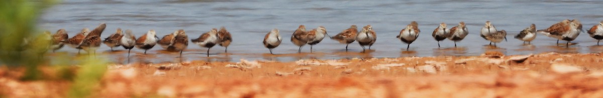 Dunlin - ML618731179