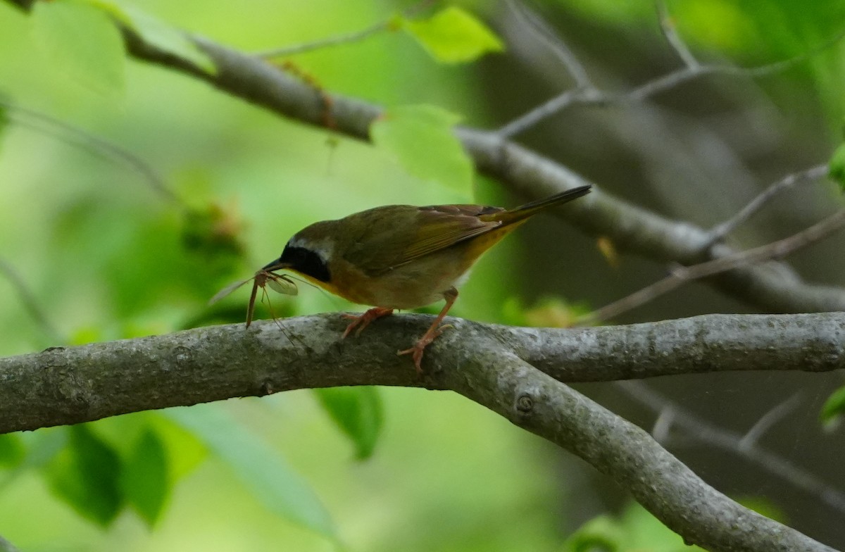 Common Yellowthroat - ML618731192