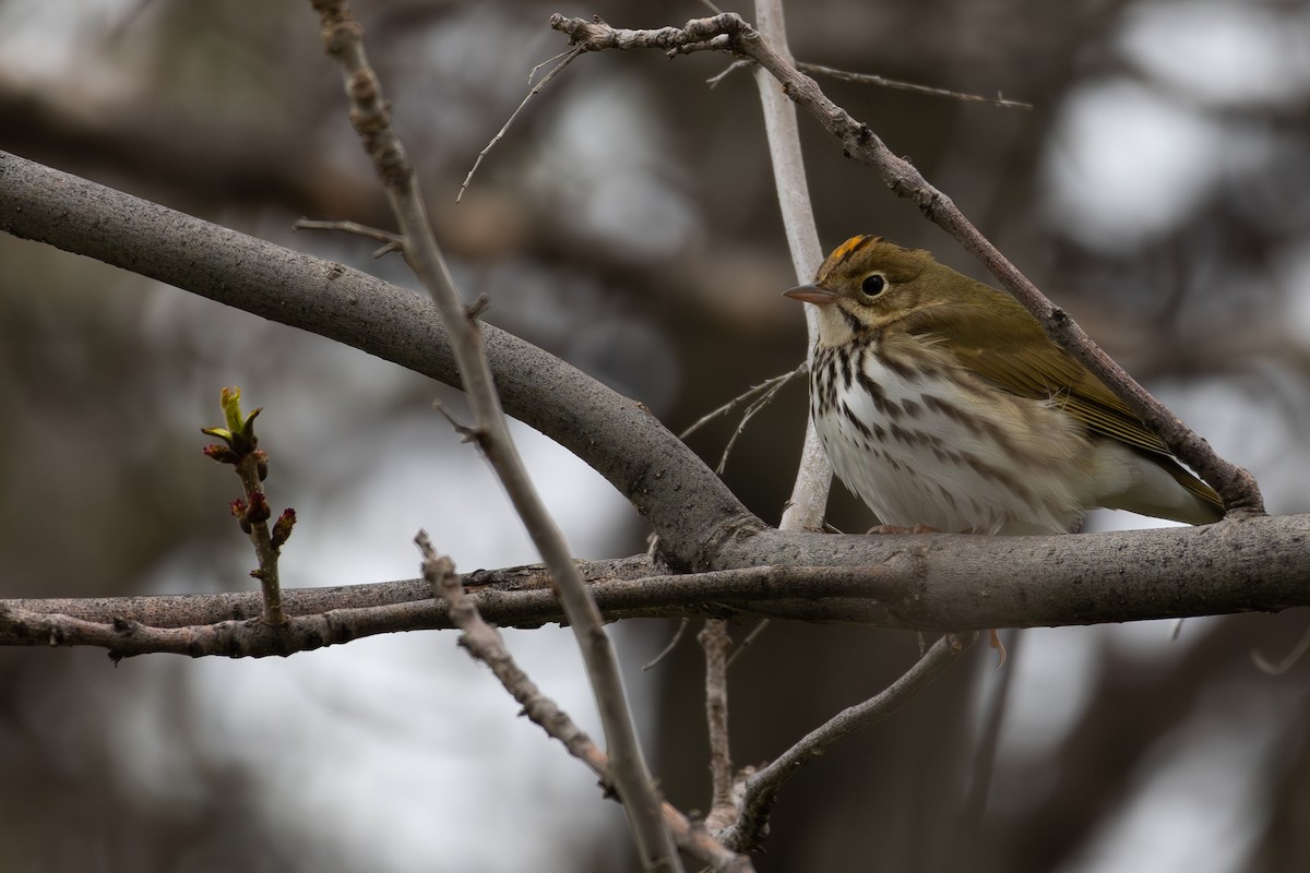 Ovenbird - David R. Scott