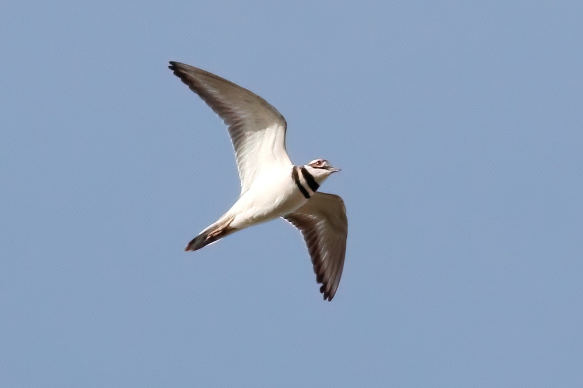 Killdeer - Gary Jarvis