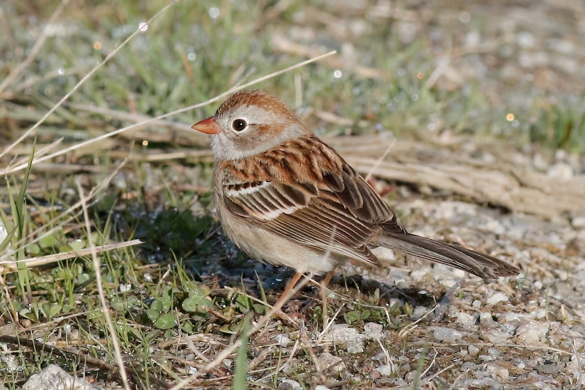 Field Sparrow - ML618731246