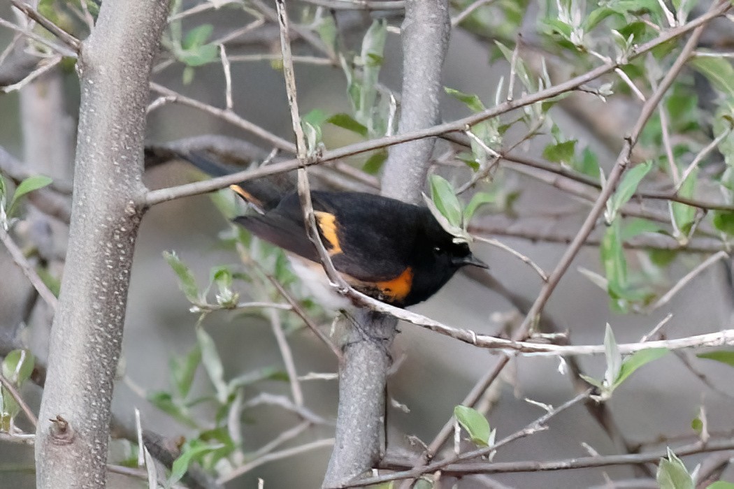 American Redstart - Gary Jarvis