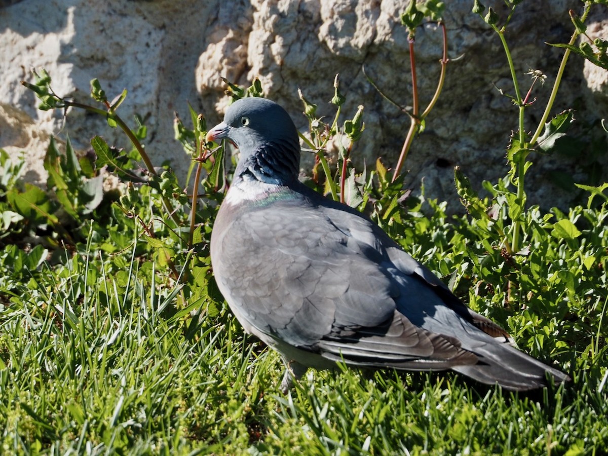 Common Wood-Pigeon - Wendy Feltham