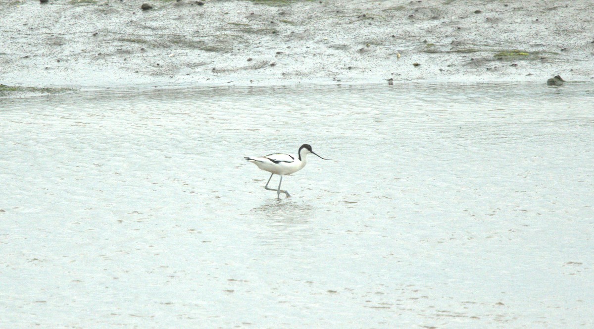 Avoceta Común - ML618731320