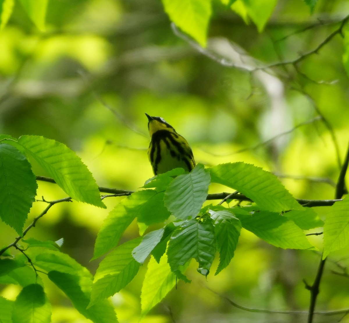 Magnolia Warbler - ML618731321