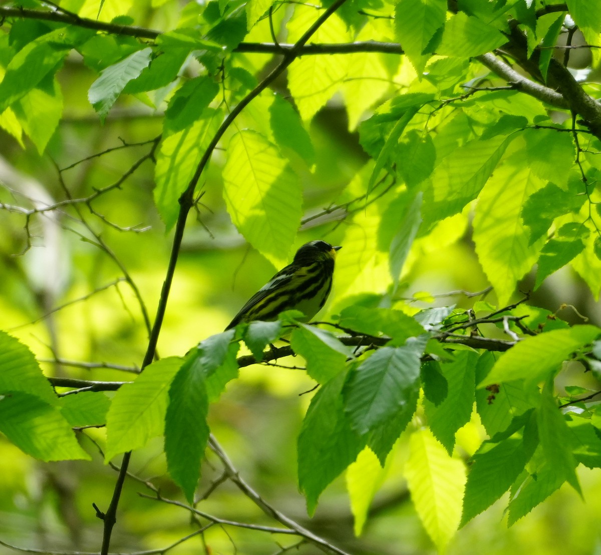 Magnolia Warbler - ML618731323