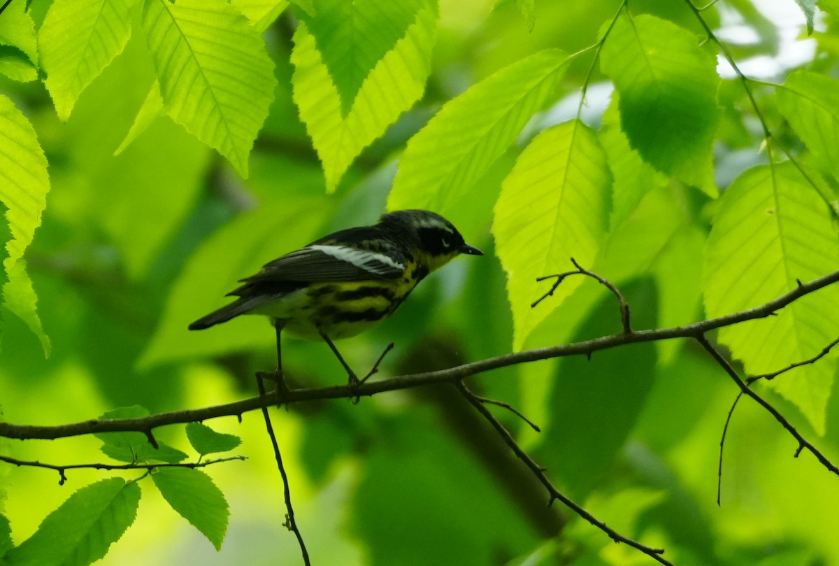 Magnolia Warbler - ML618731324