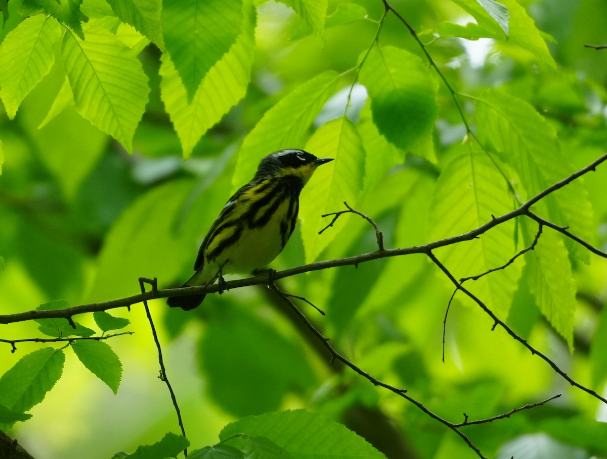 Magnolia Warbler - ML618731326