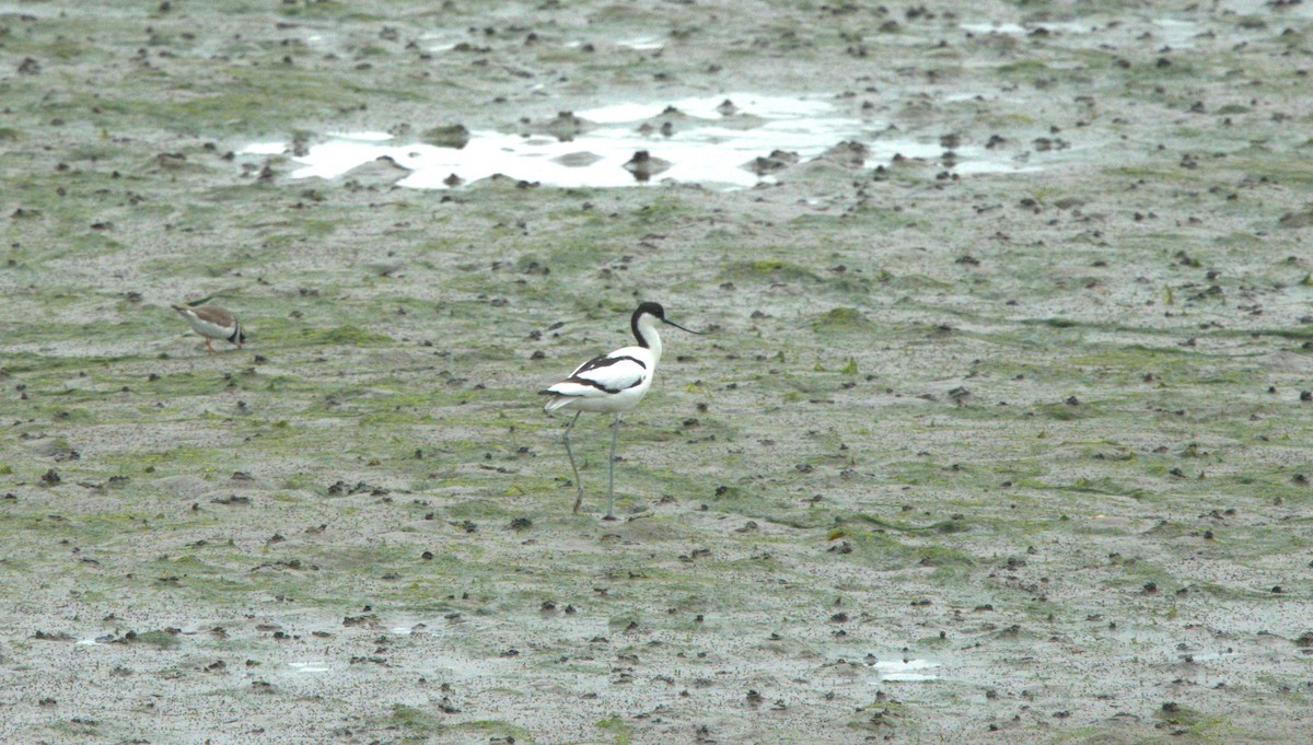 Pied Avocet - ML618731331