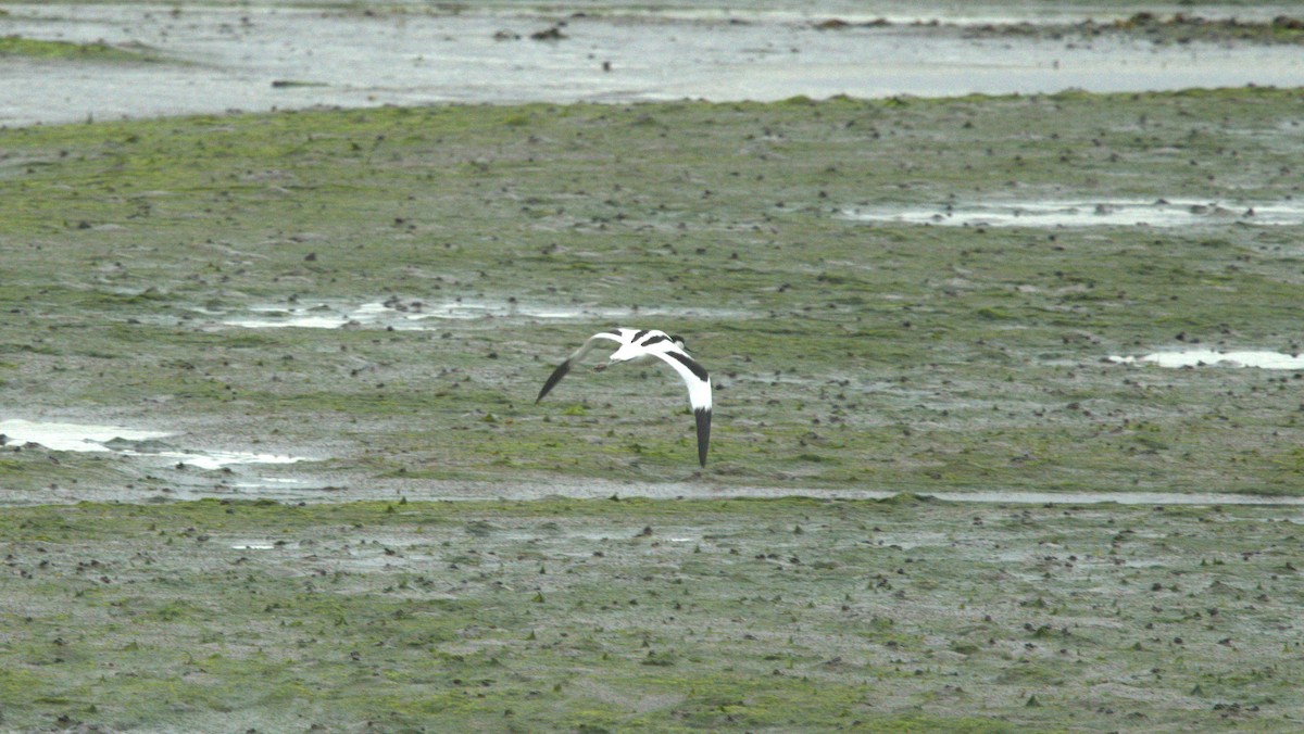 Pied Avocet - ML618731332