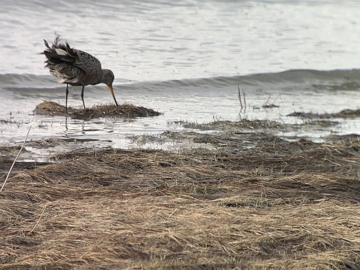 Hudsonian Godwit - ML618731339