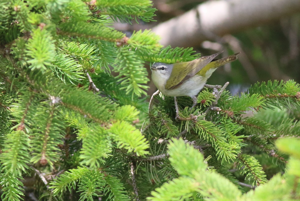 Tennessee Warbler - ML618731357