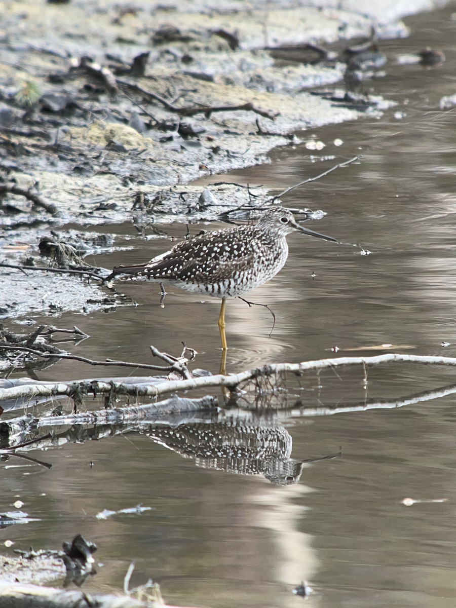 Lesser Yellowlegs - ML618731364