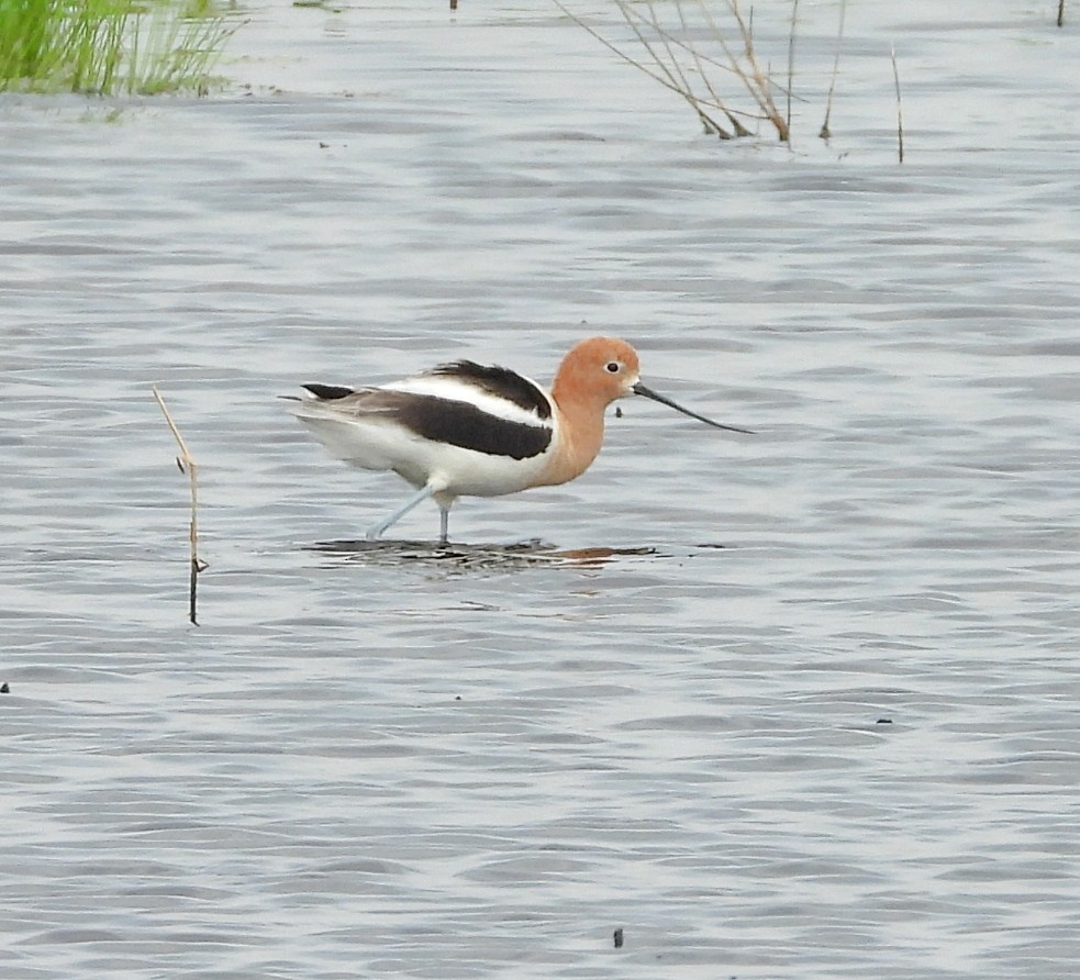 American Avocet - ML618731365