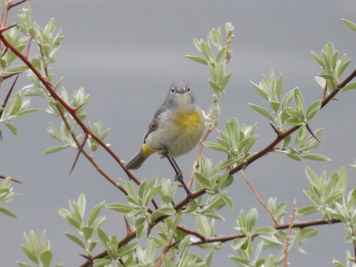 Virginia's Warbler - Hallie Kretsinger