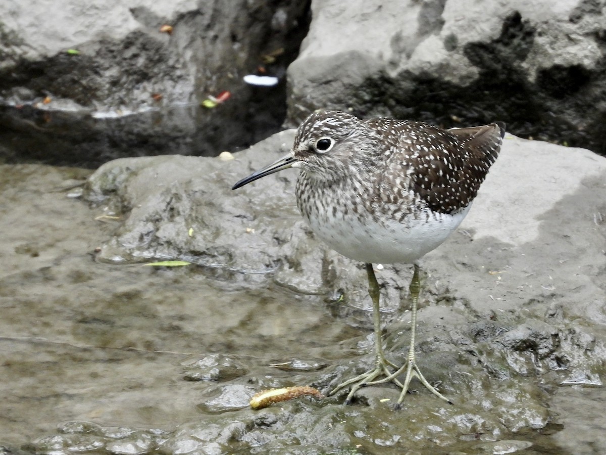 Solitary Sandpiper - Peter L