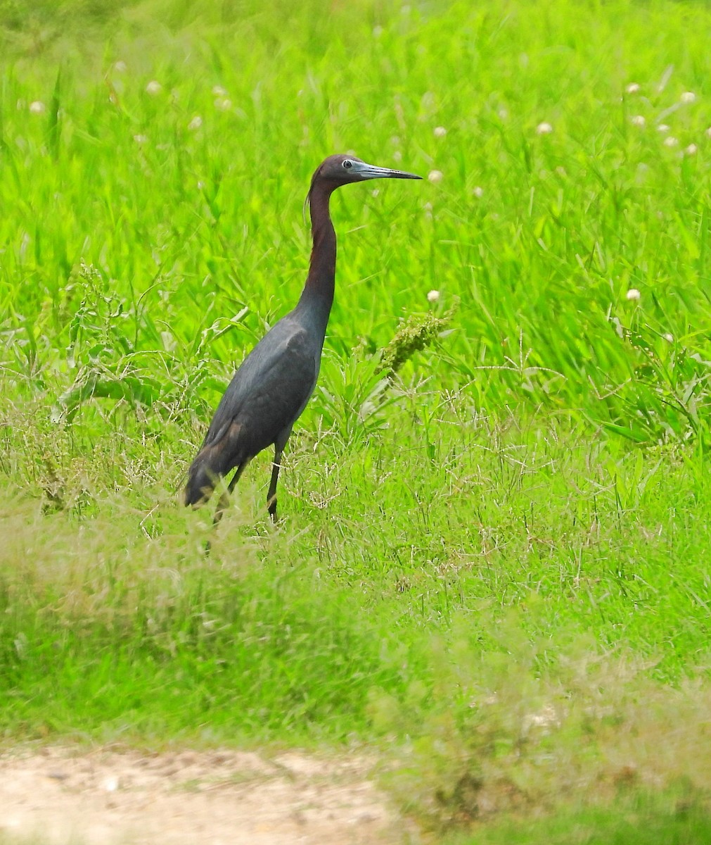 Little Blue Heron - ML618731393