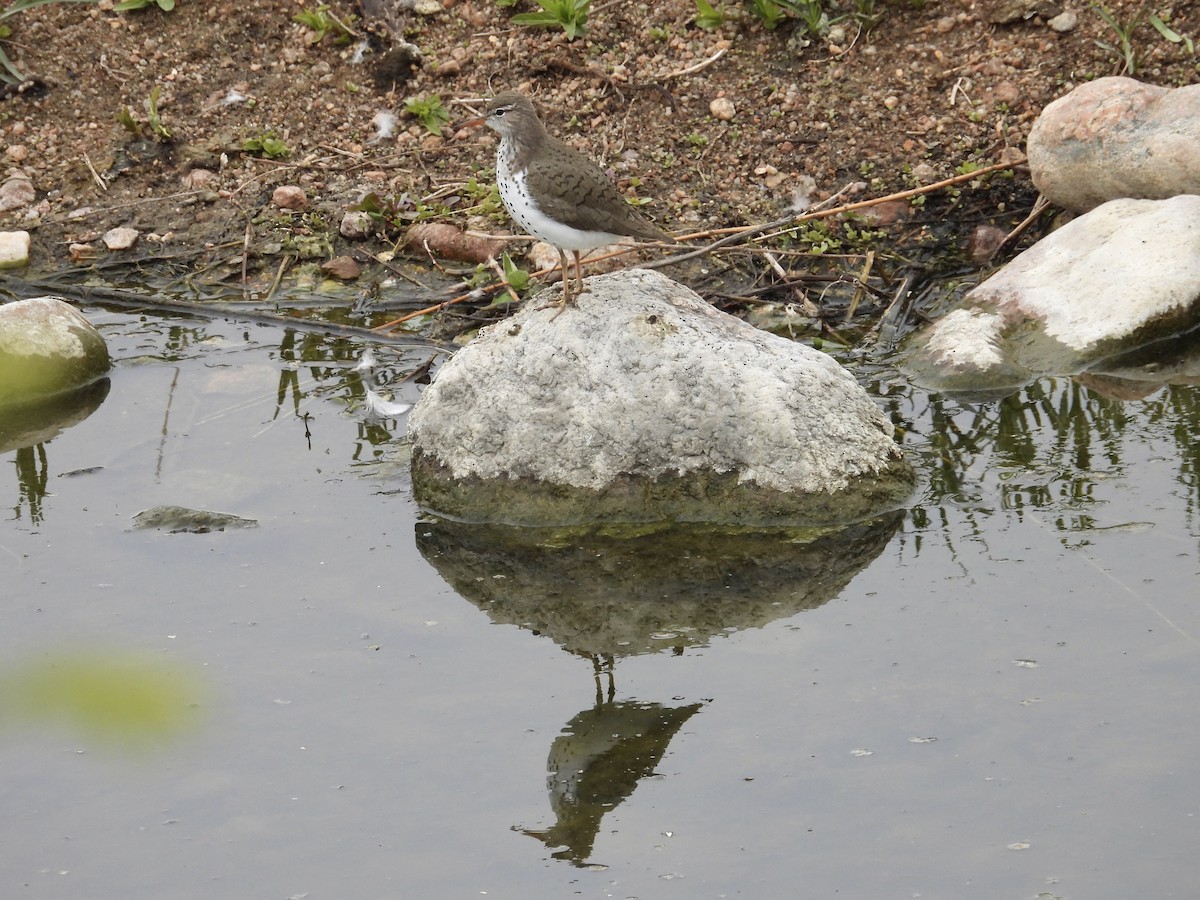 Spotted Sandpiper - Hallie Kretsinger