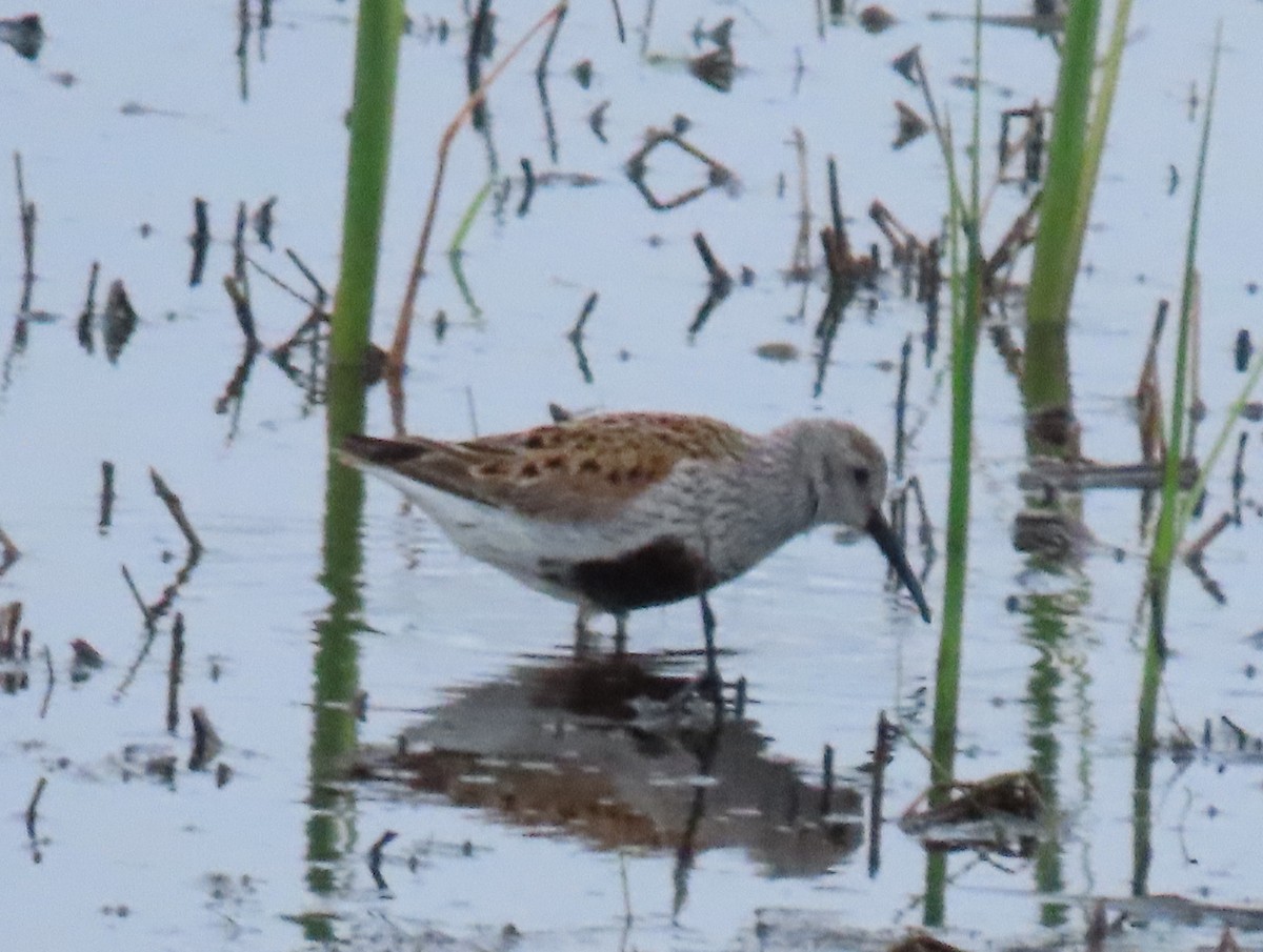 Dunlin - Jim Proffitt