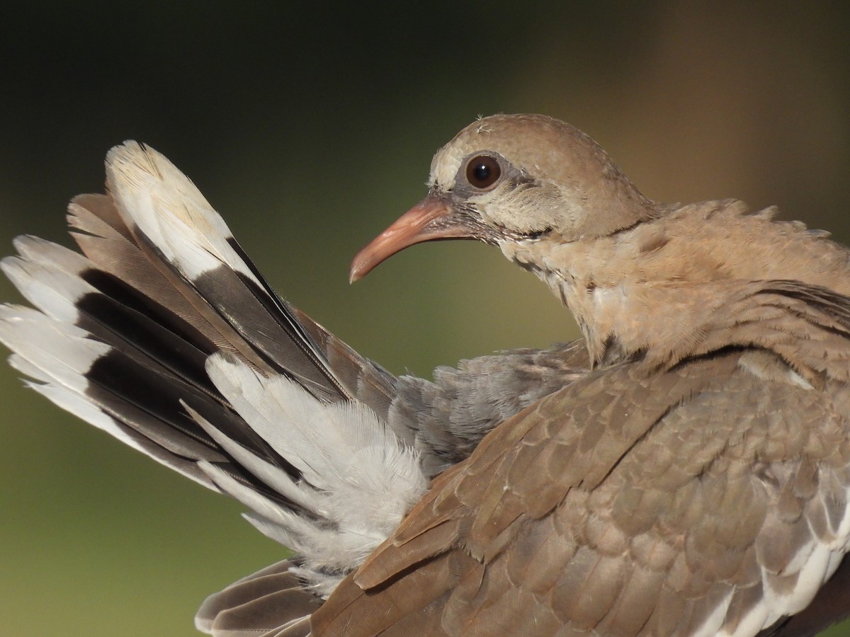 White-winged Dove - ML618731479