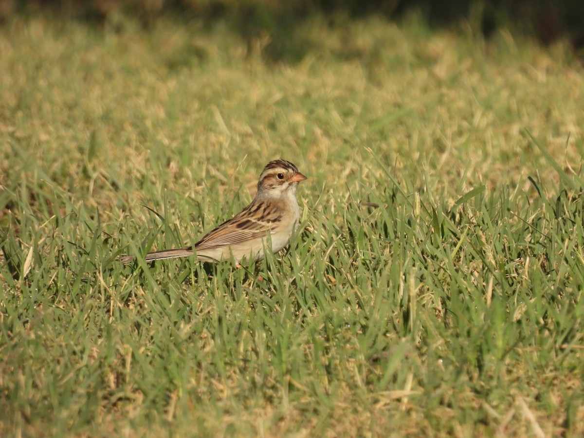 Clay-colored Sparrow - Carlos Barreda Cárdenas