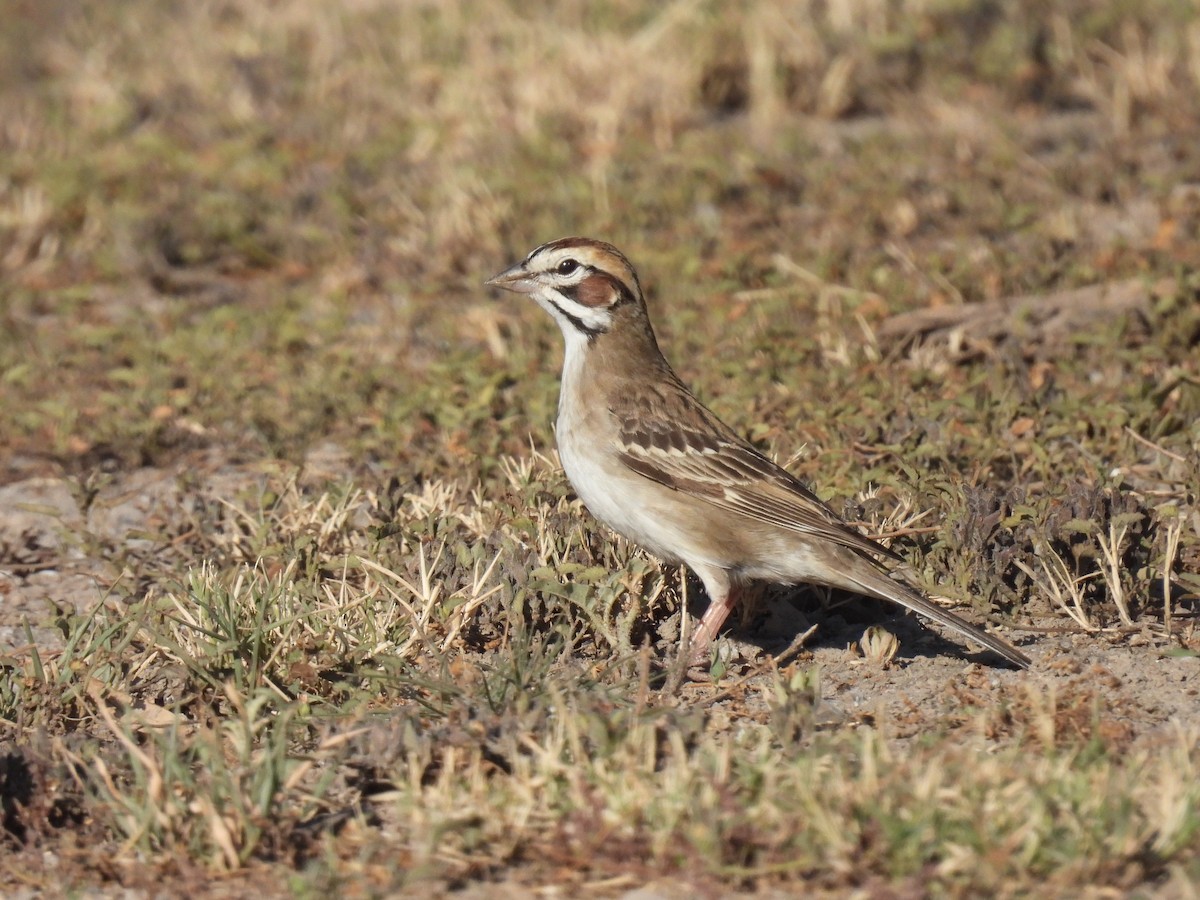 Lark Sparrow - Carlos Barreda Cárdenas