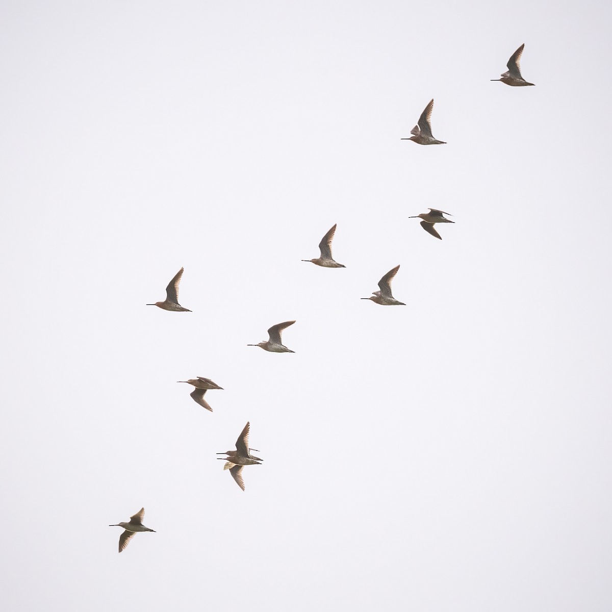 Short-billed Dowitcher - ML618731523