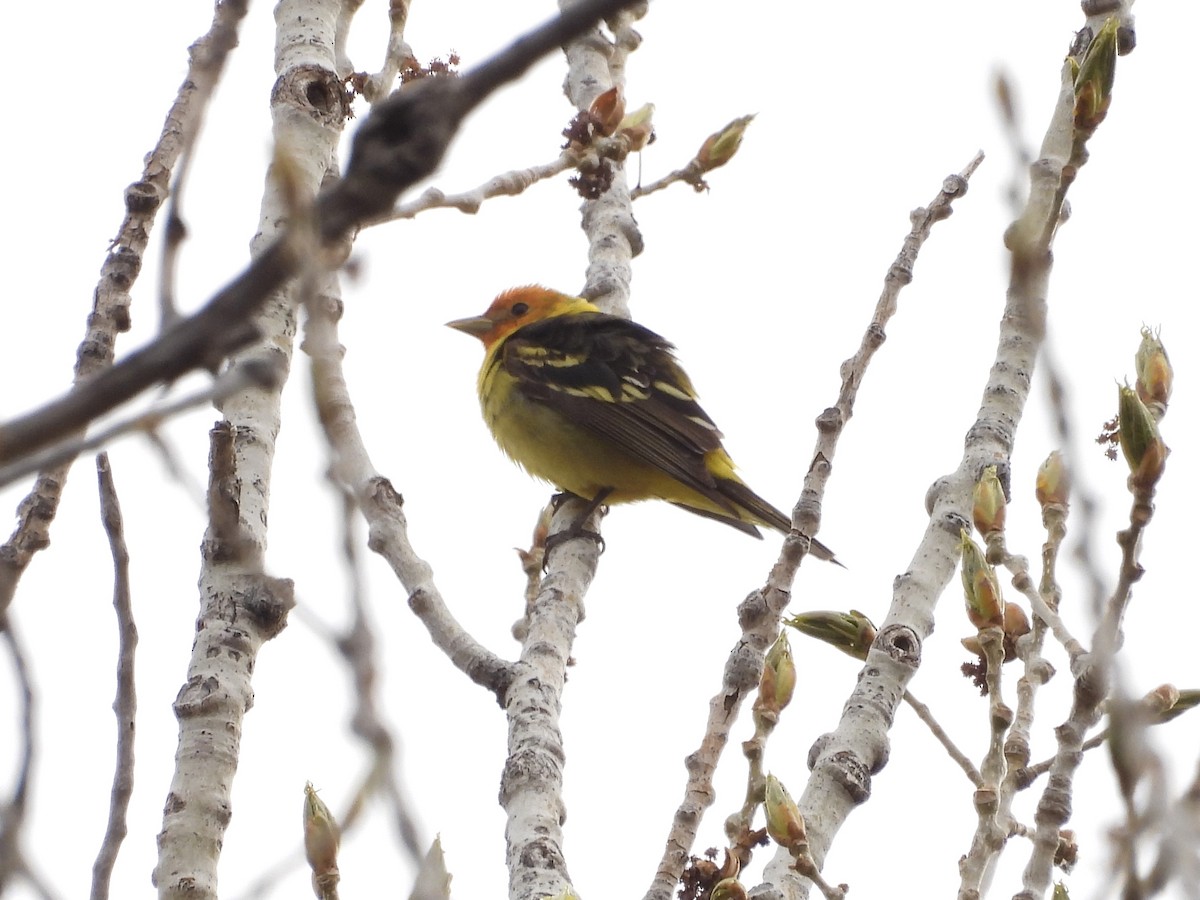 Western Tanager - ML618731524