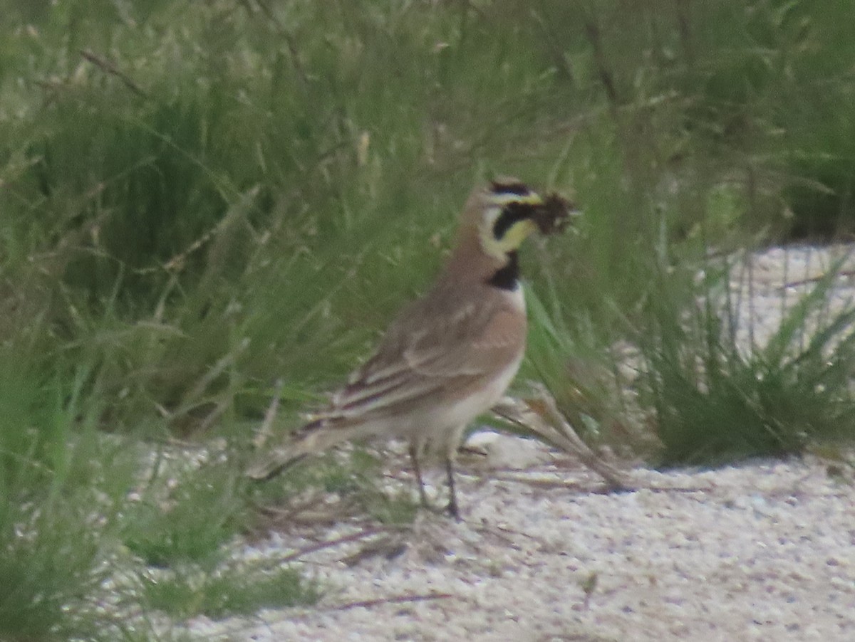 Horned Lark - Jim Proffitt