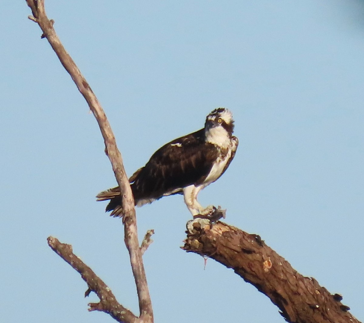 Águila Pescadora - ML618731540