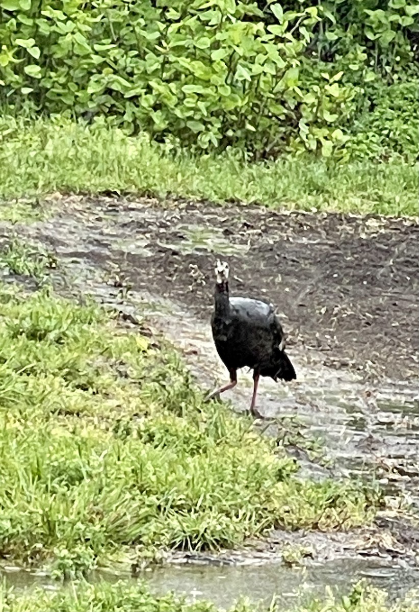 Wild Turkey - ML618731556