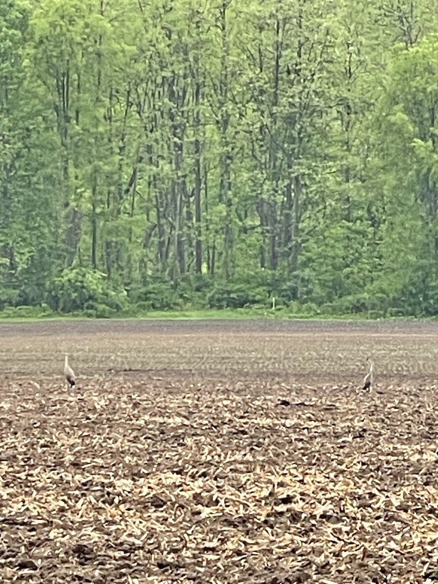 Sandhill Crane - Jennie Narraway