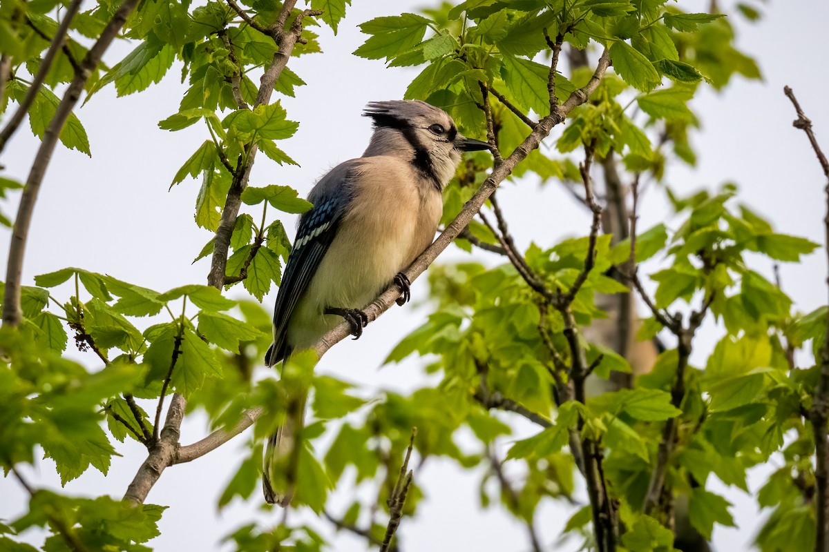 Blue Jay - Chris Thomas