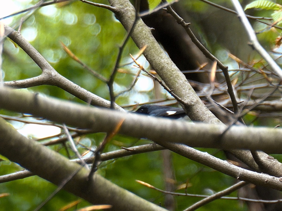 Black-throated Blue Warbler - Jim McNamee