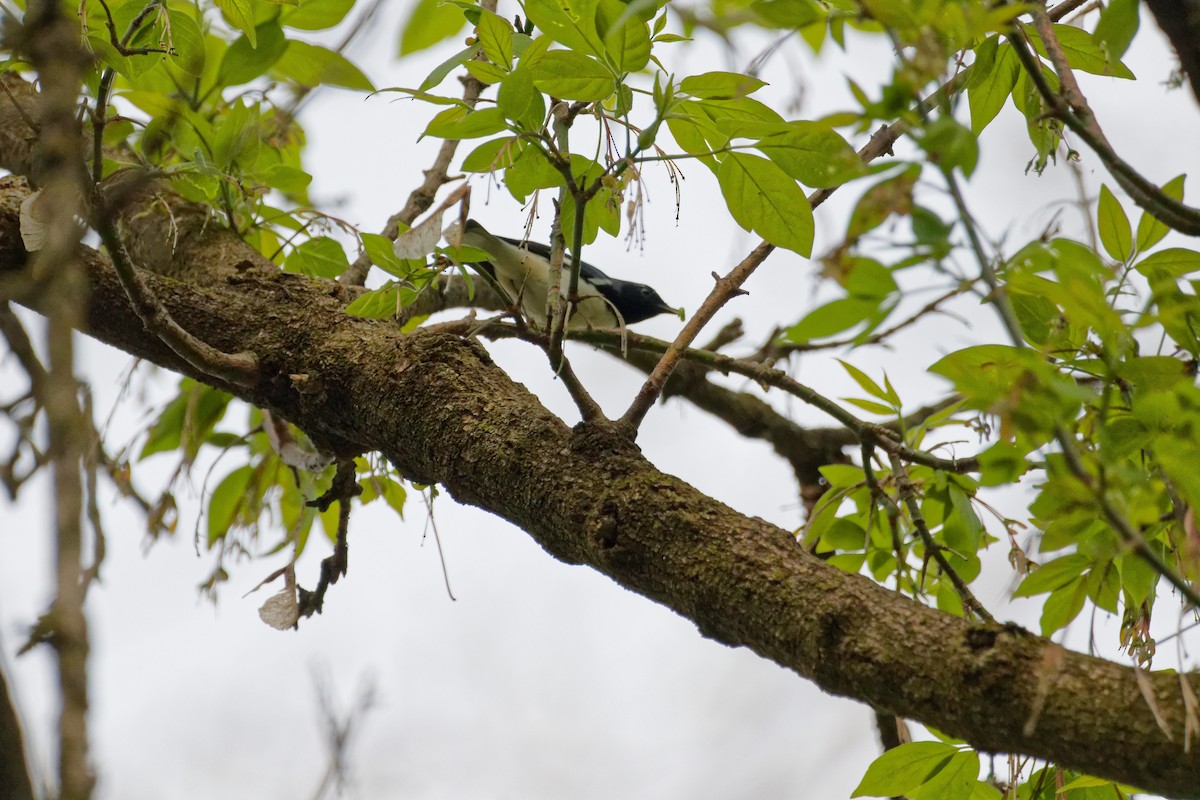 Black-throated Blue Warbler - ML618731637