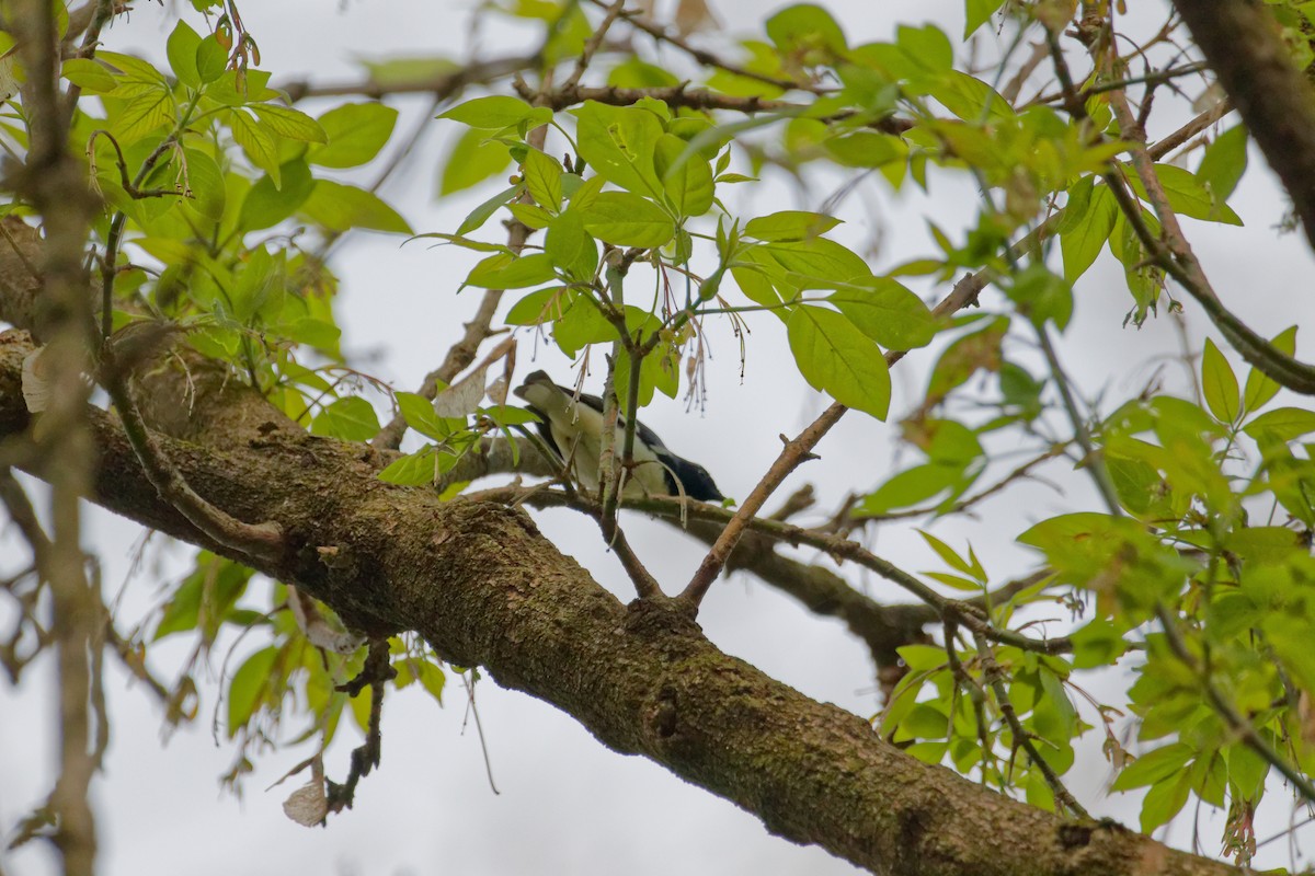 Black-throated Blue Warbler - ML618731638